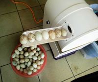 Paslanmaz çelik ticari çevre dostu plastik malzeme otomatik taze yumurta temizleme çamaşır makinesi kirli ördek yumurta washe203y