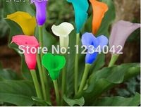 Wholesale PC of the rare natural colorful calla lily orchid seeds balcony bonsai flowers