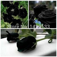Wholesale China Rare Black Rose Flower Seeds High Quality Easy to Plant Family Garden Seeds La rosa negra Semillas