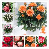 Wholesale 1000 Mixed Chinese Rose plants seeds dwarf perennial colorful Roses Flowers tree Fragrant Climbing Plants For Home Garden