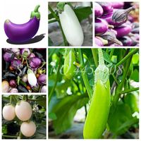 Wholesale 400 Seeds Rare Green Purple Red Eggplant Bonsai Diamond Organic Russian Heirloom Vegetable Non GMO Plants For Home Garden
