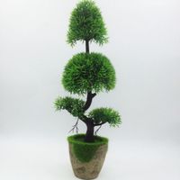 Red Pine Trees Online Shopping Red Pine Trees For Sale