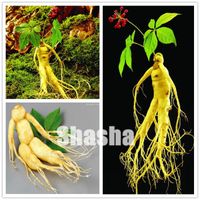 Wholesale High quatity Chinese Hardy Panax Ginseng seeds Korea Ginseng bonsai King Of Herbs Plants Home High nutrition Vegetable And Fruit