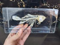 Wholesale Wired Fish skeleton Oddities fish taxidermy Resin Animal Specimen In Clear resin block skull skeleton teaching toys Active Restock requests