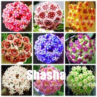 Wholesale Bonsai bag Rare Hoya flower flores seeds Ball Orchid plantas Indoor Bonsai plant for Home and Garden Planting easy to grow