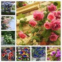 Wholesale Hot Sale Rare Rose Tree seeds Rosa flower Mini Climbing Rose Tree Mini Colorful Bonsai Rose Flower Potted for Home Garden