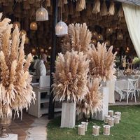 Wholesale 8 Natural Dried Flower Reed Pampas Grass Home Decor Wedding Decorations Farm Background