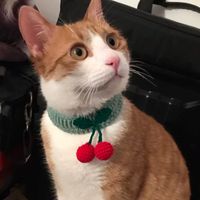 Wholesale Fashion Pet Knitted Collars Handmade Cat Collars Cherry Designer Scarf Cute Dog Bib Scarf Pet Accessories