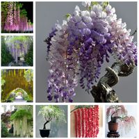 Wholesale 10pcs Wisteria Tree Showy Flower Seeds for Patio Lawn Garden Variety of Colors Supplies Bonsai Plants The Germination Rate Radiation Protection Aerobic Potted