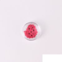Wholesale Pressed Dried Narcissus Plum Blossom Flower With Box For Epoxy Resin Jewelry Making Nail Art Craft DIY Accessories N2