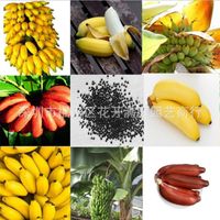 Wholesale 1Set Rare Dwarf Banana Tree Bulk Seeds Mini Bonsai Tropical Fruits Potted Plants S2