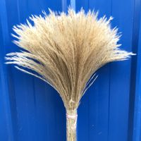 Wholesale Immortal Flowers Reed Natural Bouquet Flowers Dried Plants Ear Of Wheat Party Decoration Wedding Christmas yz K2