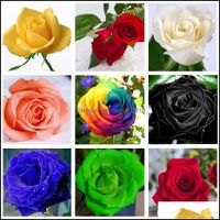 Wholesale Other Supplies Patio Lawn Home Garden60 Rare Blue Black Mticolor Roses Plant Seeds Balcony Garden Potted Rose Flowers Seed Drop Deliv