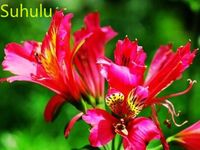 Wholesale 100pcs Alstroemeria Seeds Perennial Evergreen Flower Houseplant Home Garden Potted Indoor Balcony Courtyard Decorations for Wedding Party or Birthday Gift