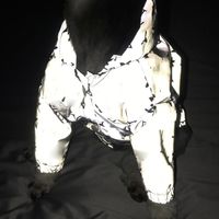 Wholesale Luminous Reflective Pet Coats Windproof Rainproof Dog Jackets Clothing Teddy Schnauzer Bulldog Cat Dogs Raincoats Apparel