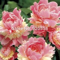 Wholesale 10pcs Rare Heirloom Sorbet Robust Colorful Double Blooms Peony Tree Seeds bonsai plant home garden P1