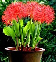 Wholesale 100 germination red Lycoris bulbs it is not a flower seed PC Beautiful flower plant bonsai