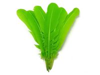 Wholesale 100pcs inch cm lime green Turkey quill round turkey round feather costume crafts party event supply feather headdress