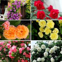 Wholesale New Beautiful Romantic Variety Color Climbing Rose Seeds Rosa Perennial Fragrant Flower Home Garden