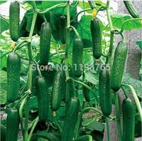 Wholesale 50pcs fruit cucumber seeds secret gifts Cuke Seeds Green vegetable Seeds