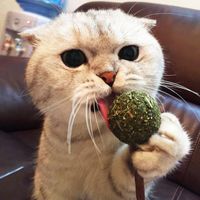 Wholesale Cat Toys Pet Catnip Lollipop Ball Stick Teeth Cleaning Treats Toy Kittens Cats Love Playing Grooming