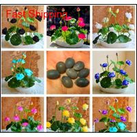 Wholesale Other Supplies Patio Lawn Drop Delivery Pcsbag Bowl Lotus Water Lily Rare Aquatic Flower Seeds Perennial Plant Bonsai For Home Garden S