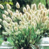 Wholesale New Variety Rabbit tail grass Seeds Garden Indoor Flowers Balcony Courtyard Purifying Air Bonsai Plant Decorations for Wedding Party or Birthday Gift
