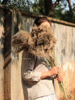 Wholesale Decorative Flowers Wreaths Natural Wild Reed Dried Flower Water Edge Small Wedding Layout Scene Dress Up Pampas Grass Fall Decor Home