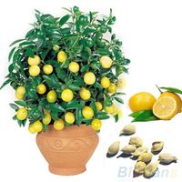 Wholesale 10Pcs Rare Lemon Tree Seeds Indoor Outdoor Garden Heirloom Fruit Plant ITM