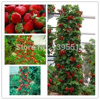 Wholesale 600 Red giant Climbing Strawberry Seeds Fruit Seeds For Home Garden DIY rare seeds for bonsai