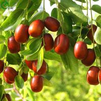 Wholesale Wild jujube Seeds New Arrival Bonsai Organic Fruit Seeds for Home Garden particles bag V015