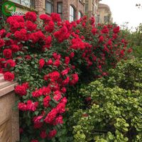 Wholesale Red Climbing Rose Seeds Promotion Balcony Bonsai Flower Seeds Flowering Plants z012