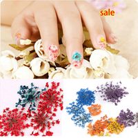 Nail Art Dried Flowers Price Comparison | Buy Cheapest Nail Art Dried ...