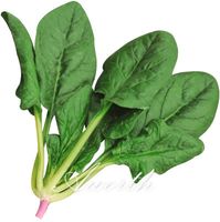 spinach seeds leaf vegetable round 1000 wholesale heirloom seed grow delicious easy very chinese climate growing cool