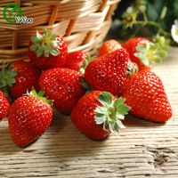 Wholesale 100Pcs Strawberry Seeds garden plants Bonsai organic fruit and vegetable seeds E018