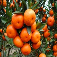 Wholesale 30 bag Orange seeds home plant Delicious fruit seeds very big and sweet for home garden plant S004