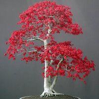 Wholesale JAPANESE RED MAPLE TREE WITH Bonsai Tree Seeds Home Garden decoration particles bag