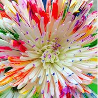 Wholesale Rare Watercolor Chrysanthemum Seeds Lovely rainbow watercolor Chrysanthemum Natural DIY Garden Flower