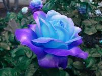 Wholesale Rare Blue Pink Roses the balcony potted roses series of flower seeds garden decoration plant B57