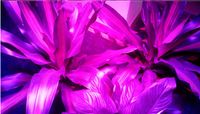 Wholesale LED Grow Light W UFO LED Plant Grow Light LED Emitting Diode Black White Brightness with EU US UK Plug