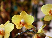Wholesale yellow hydroponic orchid seeds indoor flowers bonsai four seasons Phalaenopsis Orchids seeds