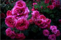 Wholesale wholesale100 Colorful Climbing Roses Seeds Rosebush Rosa multifloraplant bonsai