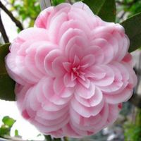 Wholesale Hot Sale bag Camellia seeds home garden flowers seed rainbow color bonsai plants rare tree seeds for gift Semillas