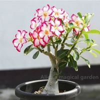 Wholesale Pink and White Desert rose seeds potted flowers seeds Adenium Obesum color optional true seed in kind shooting bag