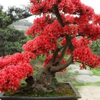 Wholesale 10 Red Japanese cherry blossoms Seeds Courtyard Garden Bonsai Tree Seeds Small Sakura Tree Seeds Mixed Colors