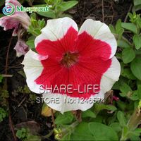 Get Petunia Tree Australia New Featured Petunia Tree At Best Prices For Free Wallpaper Petunia Tree Australia New Featured Petunia Tree At Best Prices Desktop Wallpaper Free