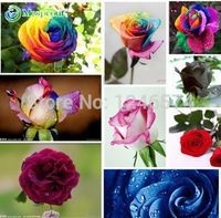 Wholesale colors seeds flower colorful Rose plant bonsai seeds Mixed in a pack