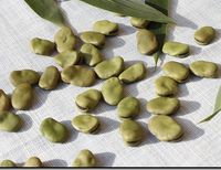 Wholesale 20 seeds broad bean seed real Reasonable Price And Good Quality Home Garden Diy do not accept dispute vegetable seed food supplies