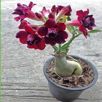 Wholesale Pink petals Desert Rose Seeds true seed of beautiful bonsai potted flowers balcony Desert Rose seed
