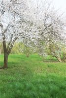 Wholesale Outdoor Spring Scenic Photography Backdrops Digital Printed Pear Tree Flowers Studio Photo Shoot Backgrounds Green Grass Floor